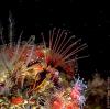 Sea Fish alsunna.org (2)